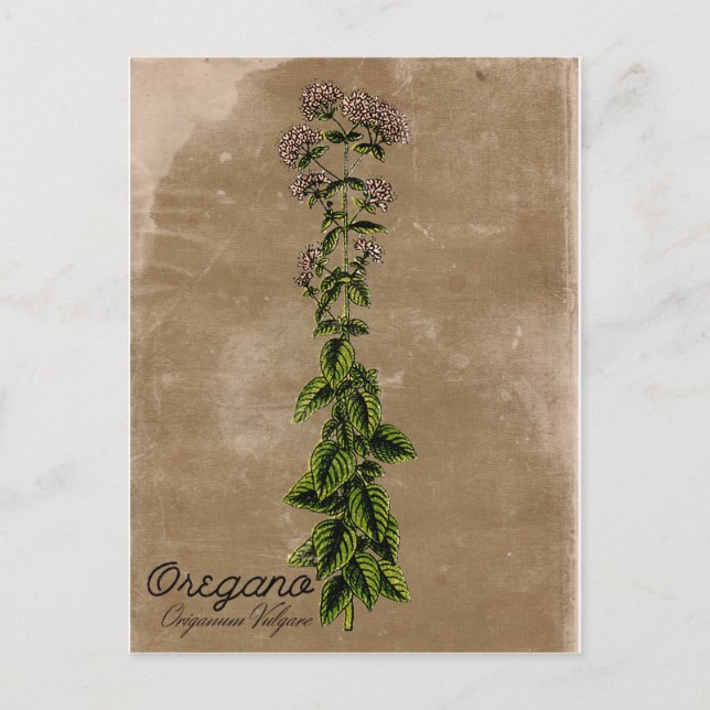 Vintage Style Oregano Postcard (Front)