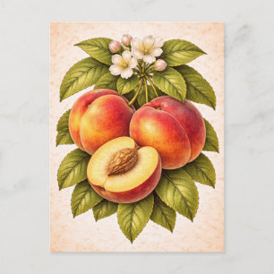 Vintage-Style Peach Botanical Illustration Postcard