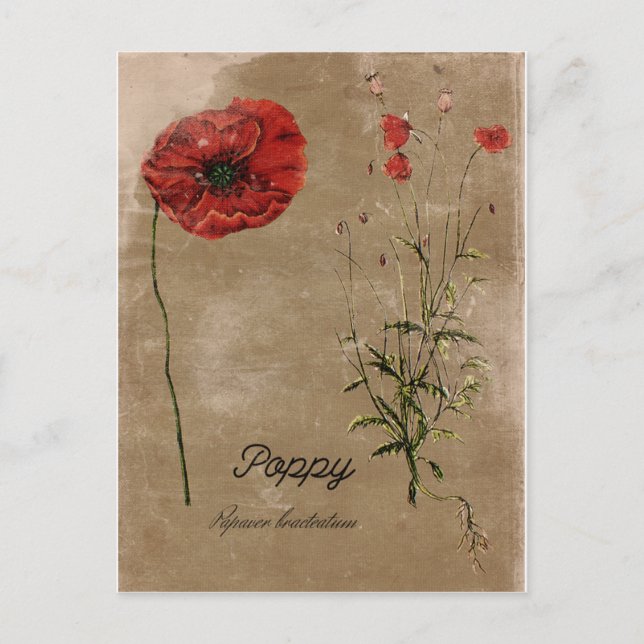 Vintage Style Poppy Flower Post Card (Front)