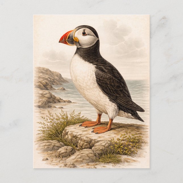 Vintage-Style Puffin Illustration Postcard (Front)