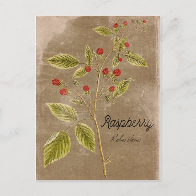 Vintage Style Raspberry Plant Post Card (Front)