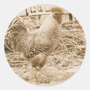 Vintage Style Rooster Photograph Classic Round Sticker