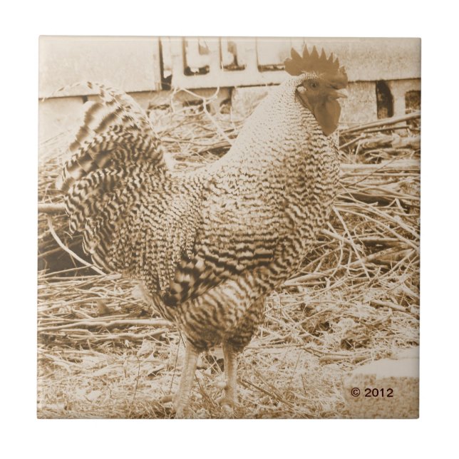 Vintage Style Rooster Photograph Tile (Front)