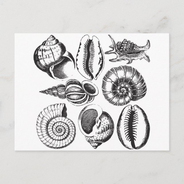 Vintage style seashells black and white postcard (Front)