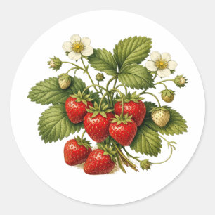 Vintage Style Strawberry Plant with Ripe Berries  Classic Round Sticker