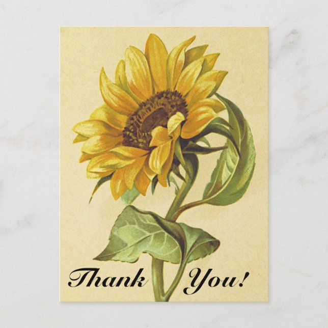 Vintage Style Sunflower "Thank You!" Postcard (Front)