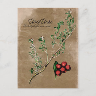 Vintage Style Uva Ursi Plant Postcard