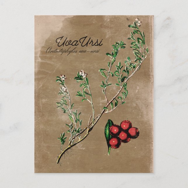 Vintage Style Uva Ursi Plant Postcard (Front)