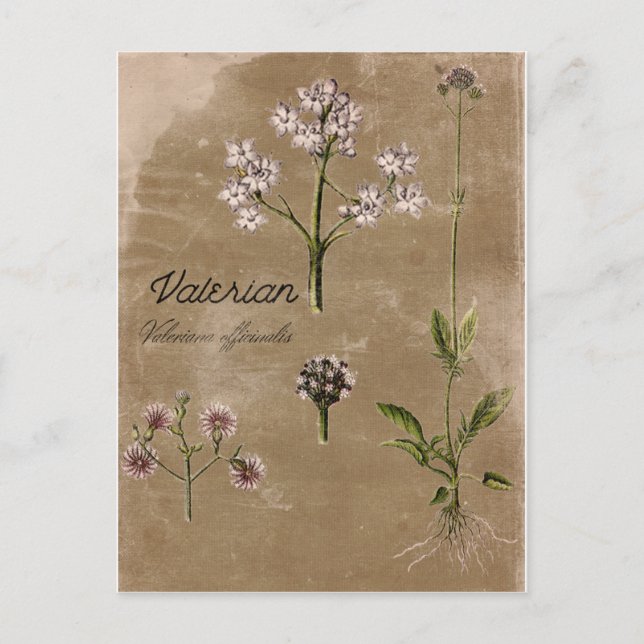 Vintage Style Valerian Herb Plant Post Card (Front)