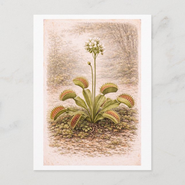 Vintage-Style Venus Flytrap Illustration Postcard (Front)