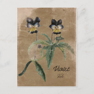Vintage Style Violet Flower Post Card
