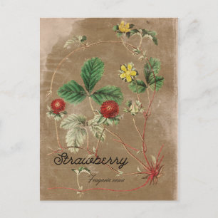 Vintage Style Wild Strawberry Postcard