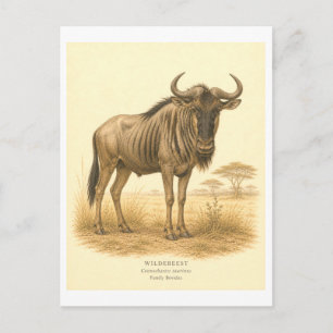 Vintage-Style Wildebeest Illustration Postcard