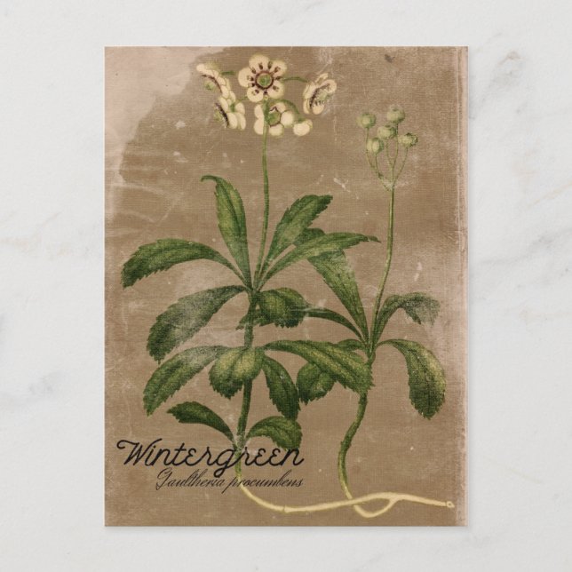 Vintage Style Wintergreen Plant Postcard (Front)