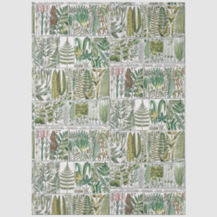 Vintage Stylized Ferns Botanical Book Plate #60 Tissue Paper