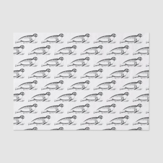 Vintage Stylized Spotted Seal Sea Lion Tissue Paper (Front)