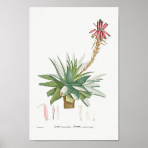 Vintage Succulent Illustration Poster