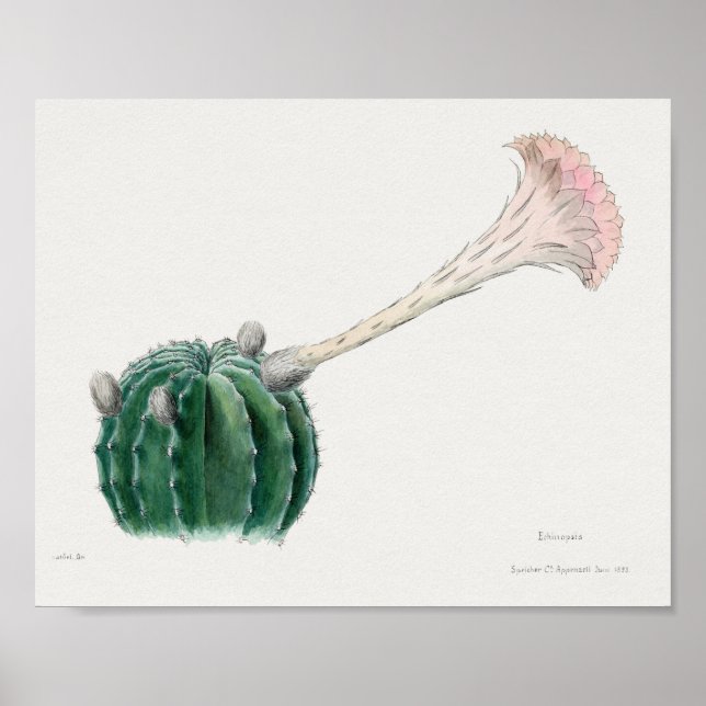 Vintage Succulent Illustration Poster (Front)