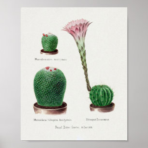 Vintage Succulent Illustration Poster