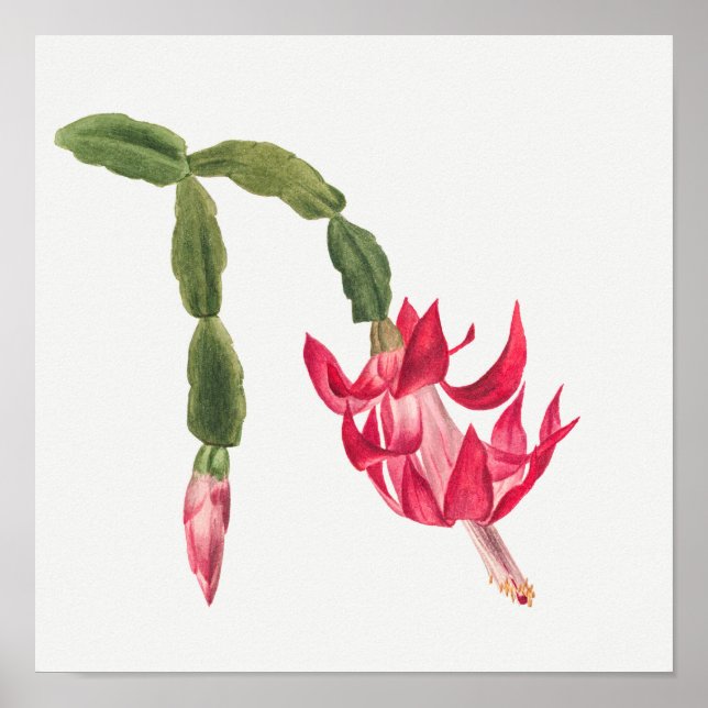 Vintage Succulent Illustration Poster (Front)