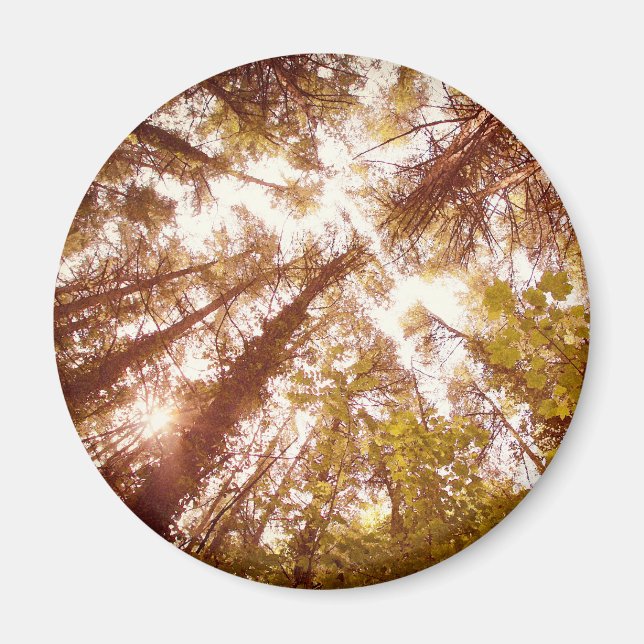 Vintage Summer Trees Magnet (Front)