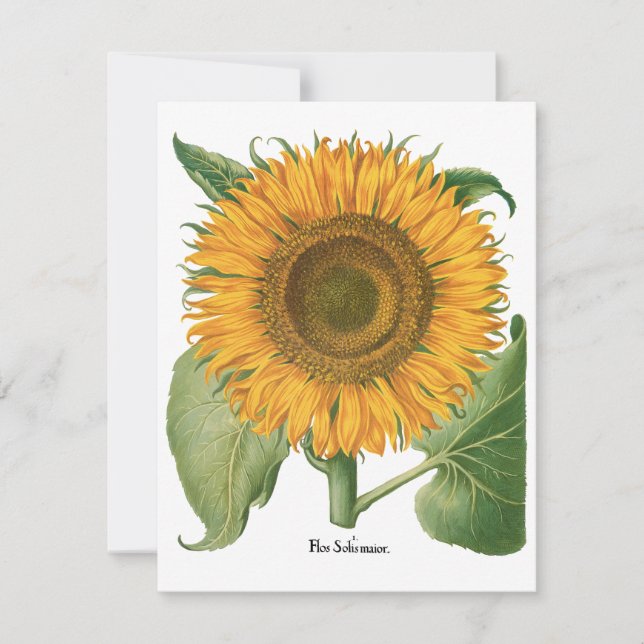 Vintage Sunflower Flower by Basilius Besler (Front)