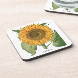 Vintage Sunflower Flower by Basilius Besler Coaster