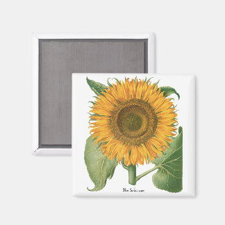 Vintage Sunflower Flower by Basilius Besler Magnet