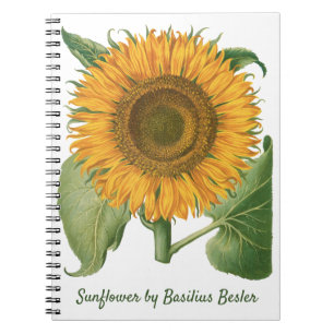 Vintage Sunflower Flower by Basilius Besler Notebook