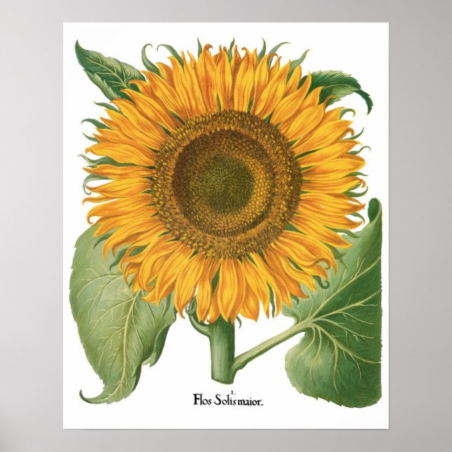 Vintage Sunflower Flower by Basilius Besler Poster (Front)