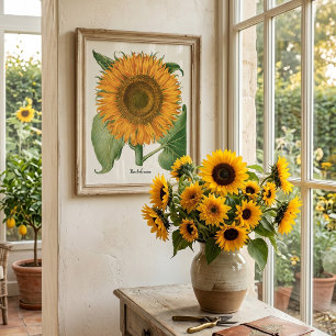 Vintage Sunflower Flower by Basilius Besler Poster