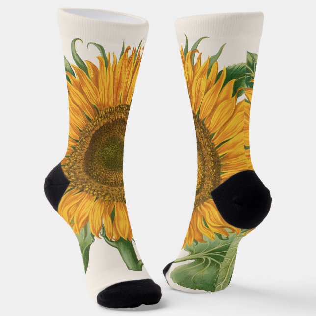 Vintage Sunflower Flower by Basilius Besler Socks (Angled)