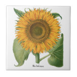 Vintage Sunflower Flower by Basilius Besler Tile<br><div class="desc">Vintage illustration botanical nature design featuring a large sunflower bloom from 'Hortus Eystettensis' by Basilius Besler, 1613. Besler was a respected Nuremberg apothecary and botanist, best known for his "Hortus Eystettensis, " translated means "The Garden at Eichstätt." He was the curator of the botany garden of Johann Konrad von Gemmingen,...</div>