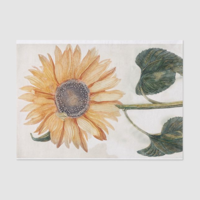 Vintage Sunflower Garden Decoupage Flowers Tissue Paper (Front)