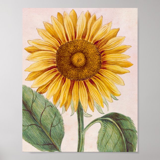 Vintage Sunflower Happy Flower Poster (Front)