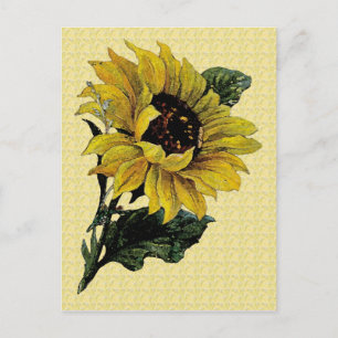 Vintage Sunflower Postcard