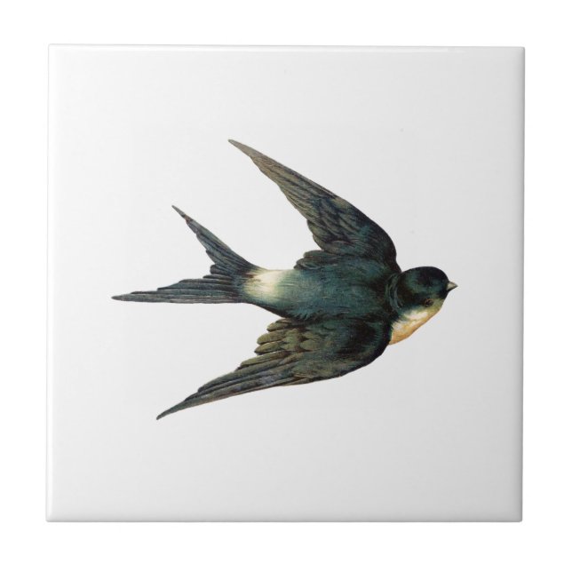 Vintage Swallow Bird Antique Sparrow Illustration Tile (Front)