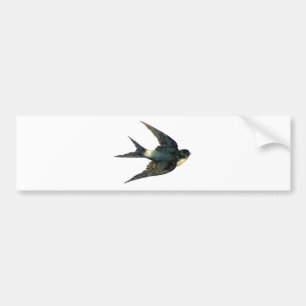 Vintage Swallow Bird Illustration Bumper Sticker