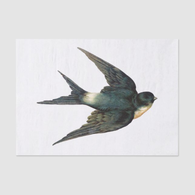 Vintage Swallow Bird Illustration Tissue Paper (Front)