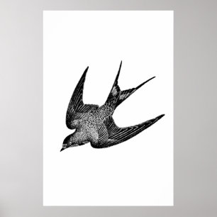 Vintage Swallow Illustration - 1800's Antique Bir Poster