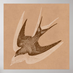 Vintage Swallow Illustration - 1800's Antique Bir Poster