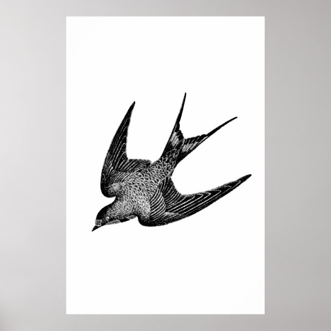Vintage Swallow Illustration - 1800's Antique Bird Poster (Front)