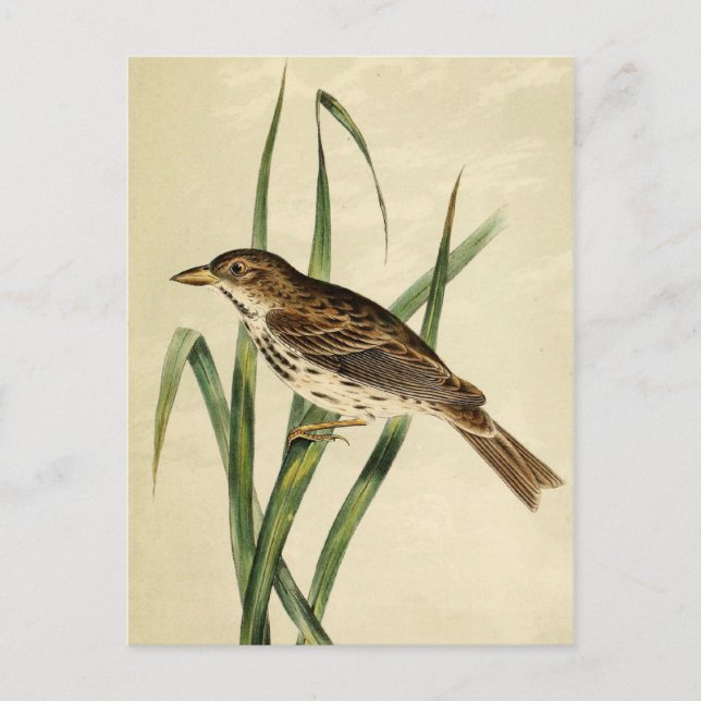 Vintage Swamp Swallow Postcard (Front)