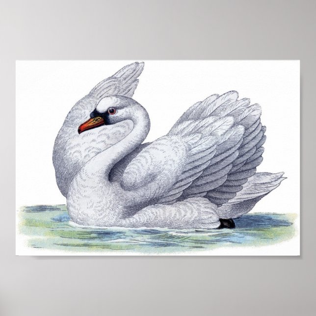 Vintage Swan Swimming Poster (Front)