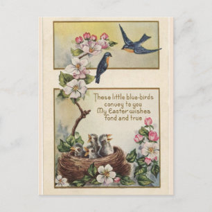 Vintage Sweet Bluebirds Easter Greetings Message Postcard