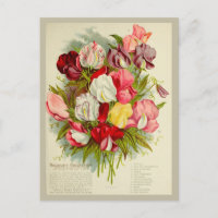 Vintage Sweet Pea Flower Bouquet Seeds Catalogue