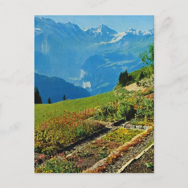 Vintage Switzerland, Schynigge Platte, 1909 9 Postcard (Front)