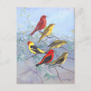 Vintage Tanager Postcard