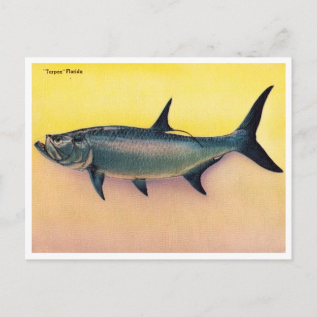 Vintage Tarpon Florida Travel Postcard (Front)