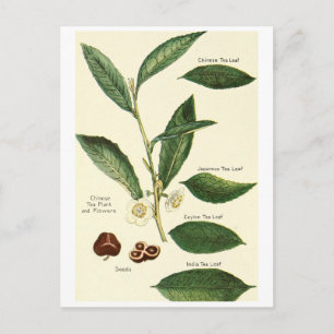 Vintage tea leaf illustration postcard recipe card